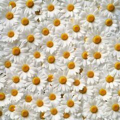 daisies on white background