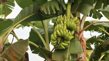 Green bananas growing on trees. Green tropical banana fruits plantation. banana production concept. natural background