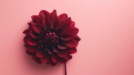 A deep burgundy dahlia flower isolated on a pastel pink background.