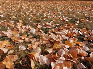 fallen autumn leaves