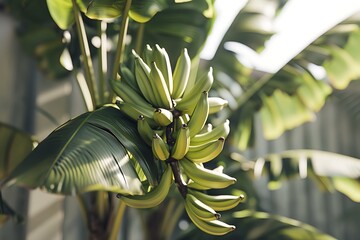 Banana fruit tree with ripe and green leaves in sunlight.