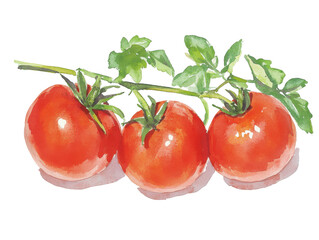 Wall Mural - Watercolor tomatoes illustration for culinary and seasonal designs