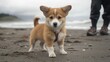 © logyartstudios - A small, brown and white corgi puppy stands on a sandy beach, looking up at the camera. Its owner's legs are visible in the background.