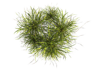 clump of grass isolated on a transparent background. isolated grass on transparent background. top v
