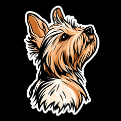 Wall Mural - Silky Terrier Dog With Silky Fur Blowing Cute