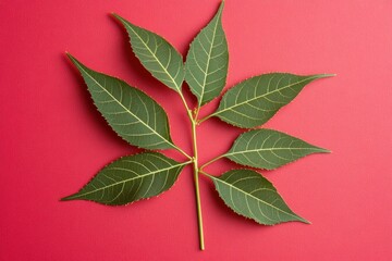 Fresh green leaves isolated on vivid red background