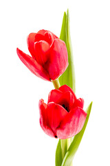 Wall Mural - red tulip isolated on white background