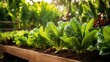 © PikePicture - mustard leafy greens