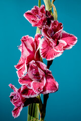 Wall Mural - Blooming Gladiolus Jiri Vaclavik on a blue background