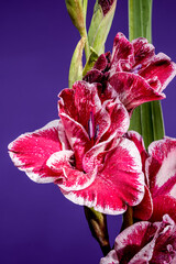 Wall Mural - Blooming Gladiolus Jiri Vaclavik on a purple background