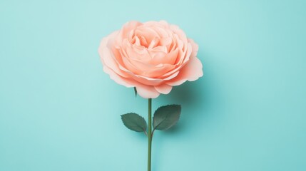 Aufkleber - This elegant pink rose captures attention with its soft petals and vibrant hue, providing a serene aesthetic against a light blue backdrop