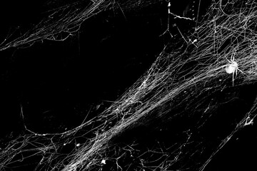 Wall Mural - Spider web isolated on black grunge background. Spider in a cobweb. Halloween party design. Texture of spider web. Halloween decoration. Gothic style	