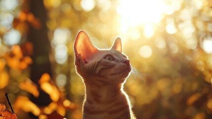 Wall Mural - Kitten in Autumn Sun.