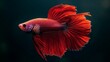 © budi - Vibrant Red Betta Fish with Flowing Fins Against a Dark Background