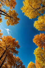 View from below of tops of autumn trees in forest at blue sky, seasonal nature scenery. Fall scene of trees in wood at sunlight, colorful foliage. Autumn season backgrounds concept. Copy ad text space