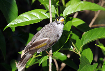 Wall Mural - Noisy Miner bird perched on a slender branch in Australia