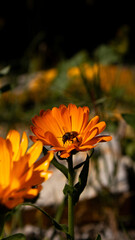 Abeja en una flor