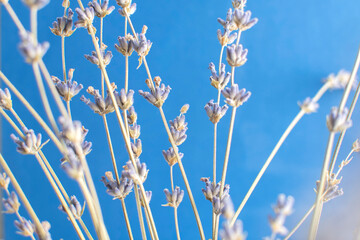 Close up view of a flowers of a lavender	