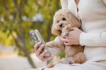 owner holding brown maltipoo dog in autumn park on walk, taking photo of dog on phone