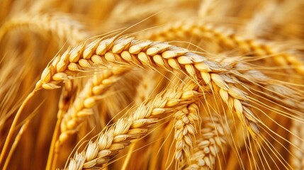 Poster - Close Up of Yellow Wheat Ears