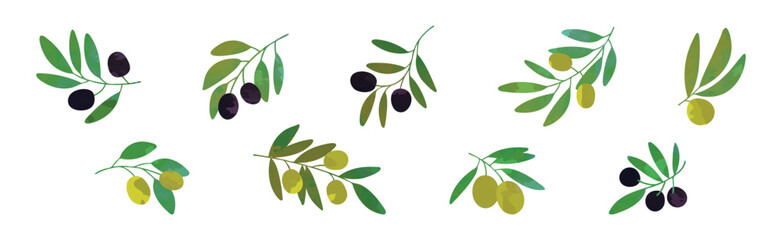 Poster - olive branch with green and black fruit vector set