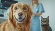 © The Little Hut - Veterinary consultation with his Golden Retriever dog and cat : Generative AI