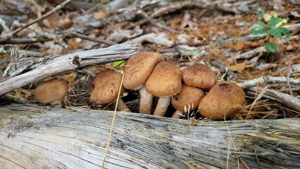 mushrooms in the forest