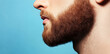 © StokHunt - Young man's well-groomed beard takes center stage in this close-up portrait against a vibrant blue backdrop