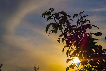 Wall Mural - a natural background with sunset multi-colored sun rays, rose shining through the bushes in the fore