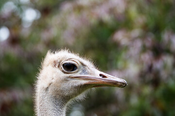 super close up of the head of a Red-necked ostrich (Struthio camelus camelus)with a natural green background