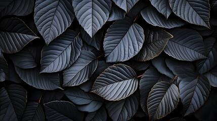 Wall Mural - A clear photo of a close-up of black leaves with a centered white spot on a dark backdrop