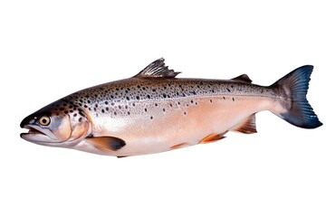 Close-up Image of a Fresh Salmon Fish Against White Background