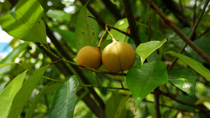 Several ripe nutmeg fruits hanging on the tree branch with lush green leaves, creating a beautiful natural scene.