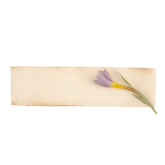 Wall Mural - Crocus ephemera blossom flower canvas.