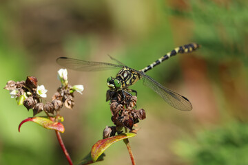 close-up picture of a dragonfly resting on a flower