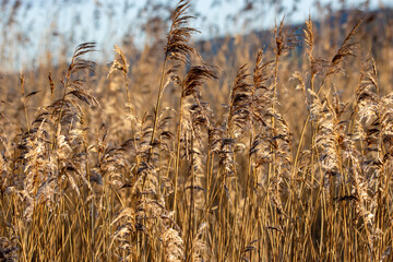 Sedge flowering head in winter with light and shadow