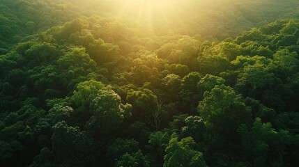 Poster - A lush green forest with sunlight shining through the trees