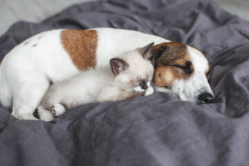 Sticker - Dog and cat sleeping together