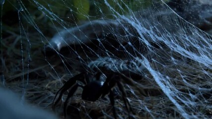 A close-up of a massive spider web with a small skeleton trapped inside, with the spider crawling toward it.