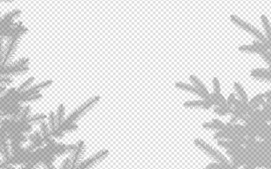 Wall Mural - shadow overlay from a pine tree isolated on a transparent background.