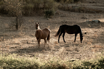 beautiful horse in landscape pretty equine natural environment