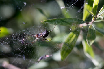 spider on a web