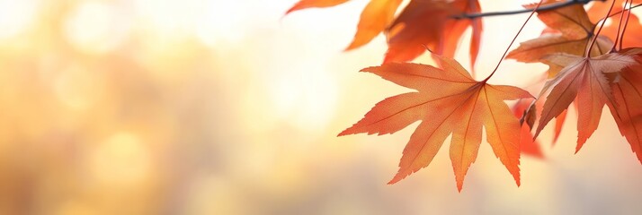 Poster - A beautiful image of vibrant red maple leaves in the sunlight, capturing the essence of fall. The leaves are backlit, creating a warm and inviting glow, perfect for use as a background.