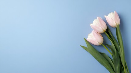 Poster - Three pink tulips arranged on a light blue background, symbolizing beauty, spring, new beginnings, nature, and grace.