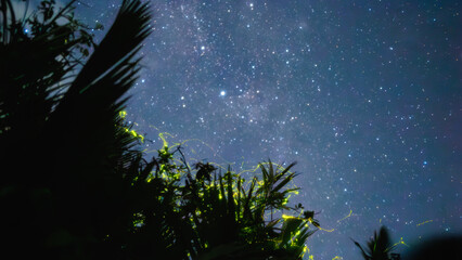 Wall Mural - Fireflies glow in the mangrove trees under the starry night.