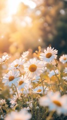 Wall Mural - Delicate daisies bathed in golden sunlight, their white petals and yellow centers glowing against a soft, blurred background of warm hues and greenery.