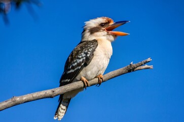 photograph a kookaburra perched on a branch, its beak wide open in a joyful call against a clear blu