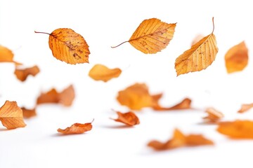 Canvas Print - Autumn leaves leaf background floating.