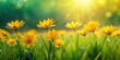 © lapeepon - Yellow flowers blooming on vibrant green grass , nature, sunny, fresh, meadow, spring, botanical, outdoor, colorful