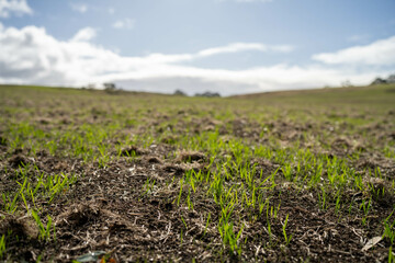 Wall Mural - wheat and oat grain food crop growing in a field on a sustainable agricultural farm